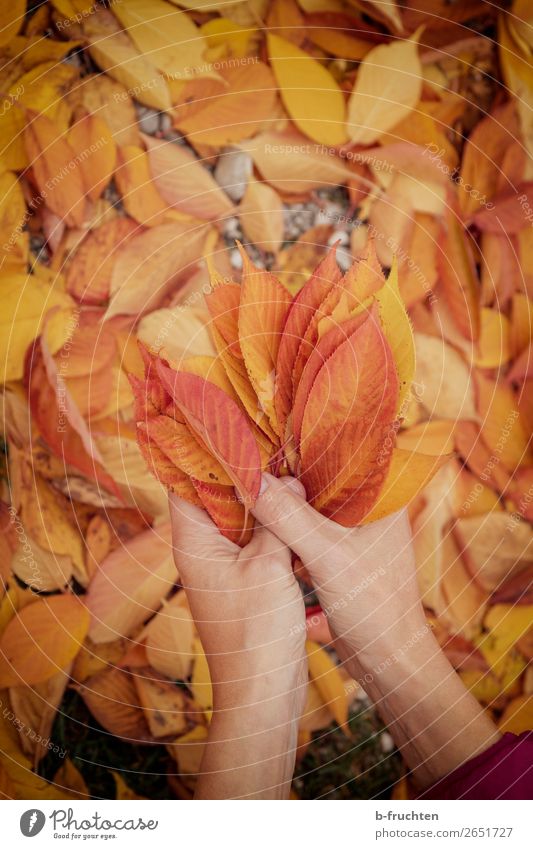 bunte Blätter Freizeit & Hobby wandern Hand Finger Herbst Blatt Garten Park Wald wählen beobachten Erholung festhalten Freundlichkeit Fröhlichkeit gold orange