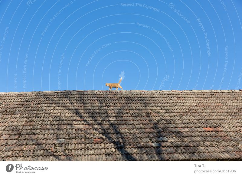 Katze auf dem Dach Dorf Menschenleer Haus Bauwerk Gebäude Tier Wildtier 1 Tierjunges Abenteuer Idylle Vertrauen Roter kater rothaarig Hauskatze Himmel Baum