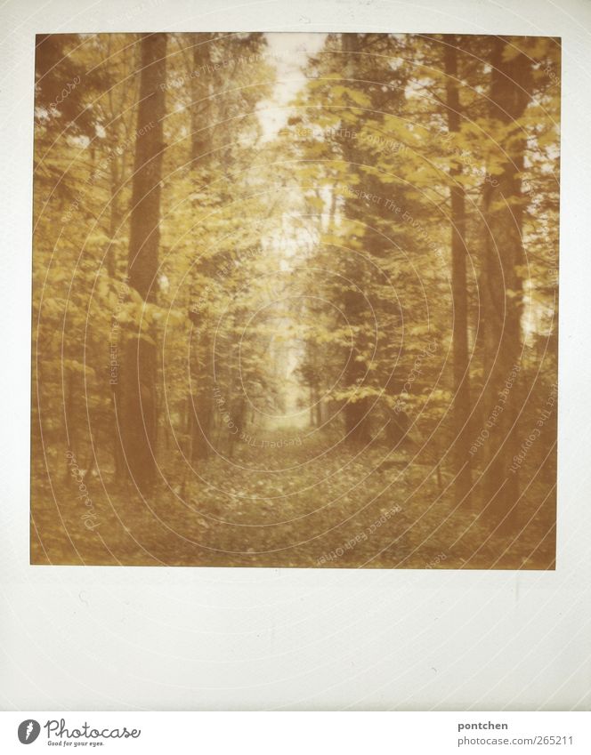 Polaroid. Wald im Herbst. Natur, Bäume. waldweg Umwelt Baum dunkel Blatt Baumstamm Farbfoto Gedeckte Farben Außenaufnahme