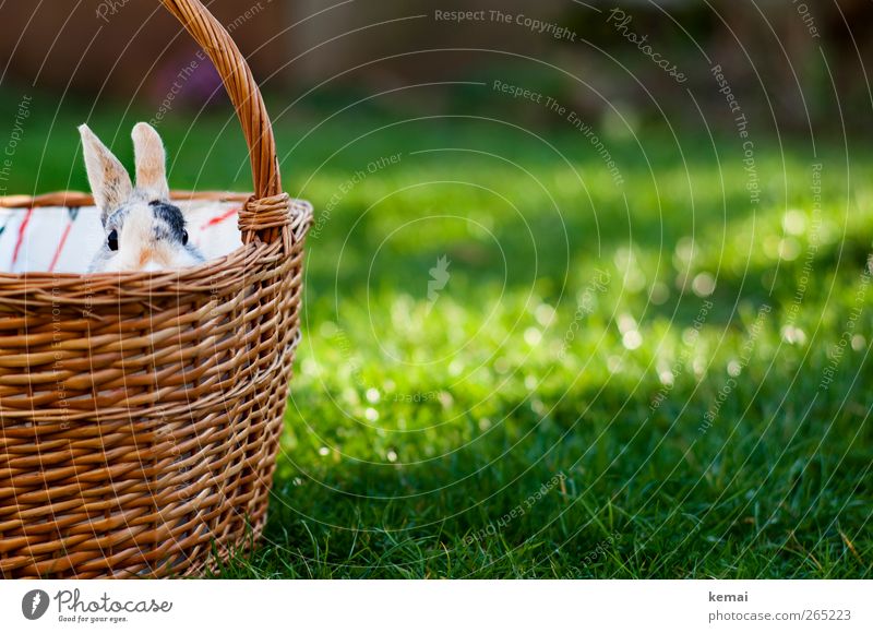 Österlicher Einkaufskorb Ostern Umwelt Natur Pflanze Sonne Sonnenlicht Frühling Schönes Wetter Gras Grünpflanze Garten Tier Haustier Tiergesicht
