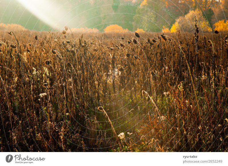 Zwischen Sommer und Herbst II Natur Landschaft Pflanze Sonnenlicht Schönes Wetter Wärme Nutzpflanze Sonnenblume Sonnenblumenfeld Feld trocken wild Zufriedenheit