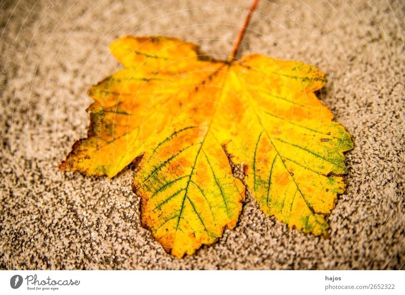 Ahornblatt in Herbstfarben Design Natur Baum weich gelb verfärbt herbstlich gefallen Strasse Jahreszeit golden Farbfoto Außenaufnahme Tag
