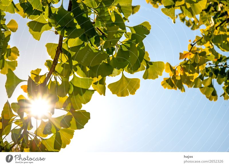 Ginkgo, chinesischer Medizinbaum im Gegenlicht Natur Pflanze Baum gelb grün Gingko Blätter Sonne Strahlen Herbst Nahaufnahme medizinisch Heilpflanze asiatisch