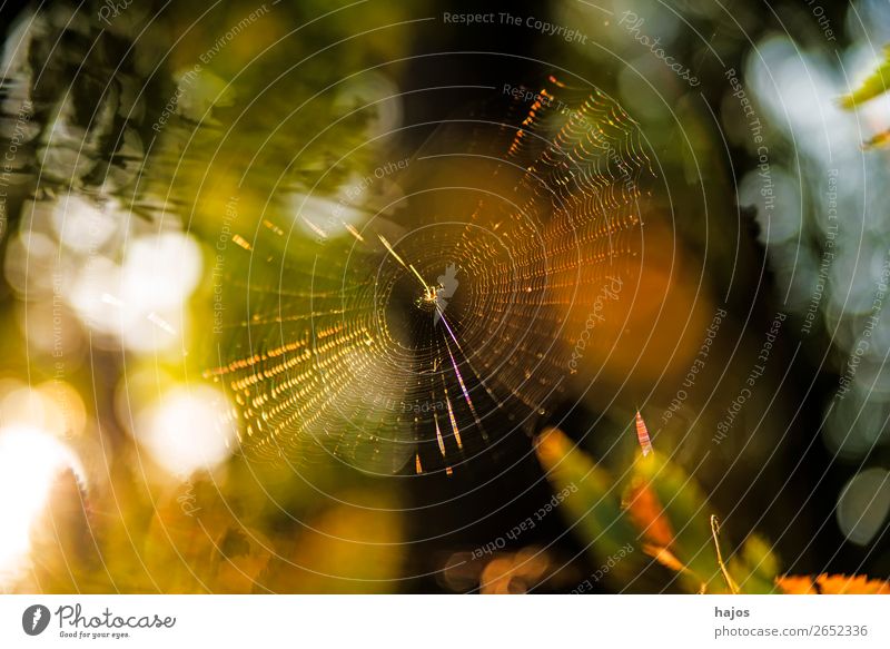 Spinnennetz im Herbst im Gegenlicht Natur gelb Idylle Radnetz Netz strahlend herbstlich golden bunt sanfte Farben leuchtend Reflexionen Farbfoto Außenaufnahme