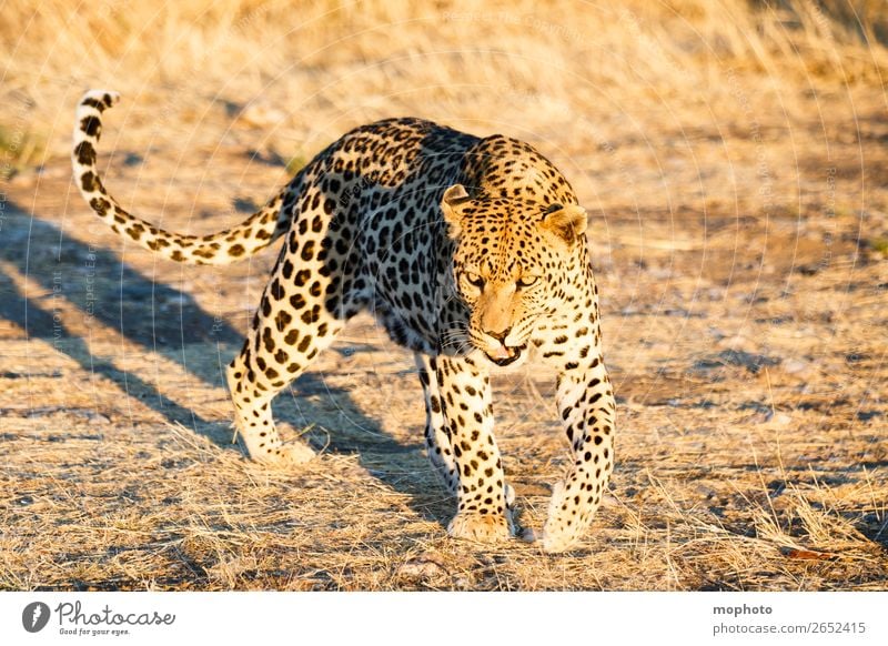Leopard #13 Tourismus Safari Natur Tier Wildtier beobachten laufen gefährlich Afrika Namibia Raubkatze blickkontakt lauert leopardenfell portrait Landraubtier