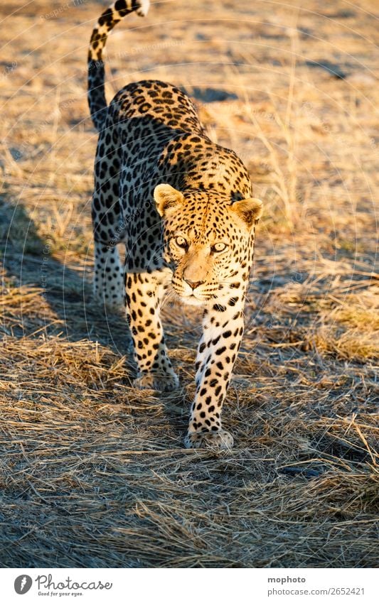 Leopard #12 Tourismus Safari Natur Tier Wildtier beobachten laufen gefährlich Afrika Namibia Raubkatze blickkontakt lauert leopardenfell portrait Landraubtier