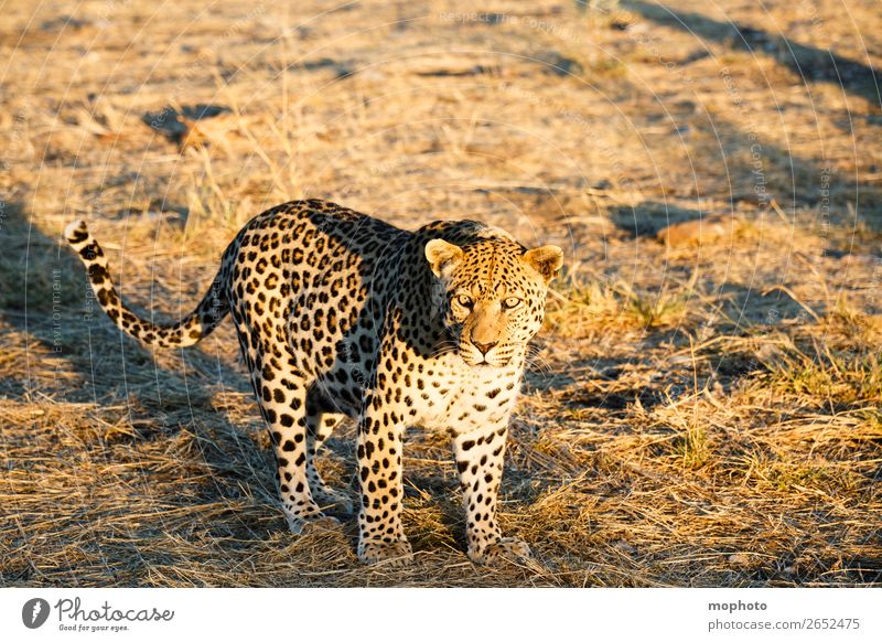 Leopard #11 Tourismus Safari Natur Tier Wildtier beobachten laufen gefährlich Afrika Namibia Raubkatze blickkontakt lauert leopardenfell portrait Landraubtier