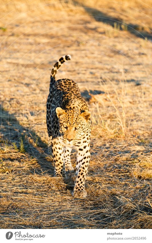 Leopard #10 Tourismus Safari Natur Tier Wildtier beobachten laufen gefährlich Afrika Namibia Raubkatze blickkontakt lauert leopardenfell portrait Landraubtier