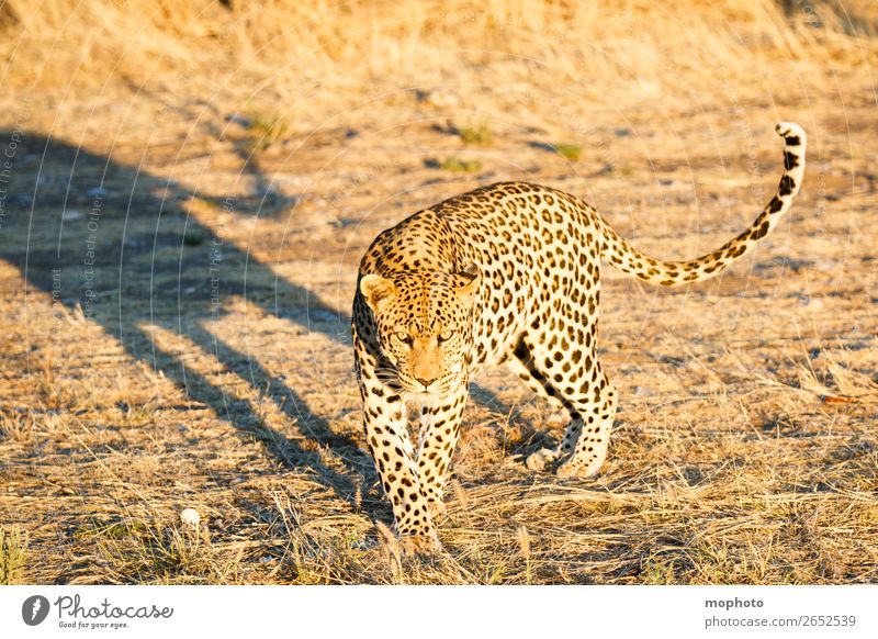 Leopard #9 Tourismus Safari Natur Tier Wildtier beobachten laufen gefährlich Afrika Namibia Raubkatze blickkontakt lauert leopardenfell portrait Landraubtier