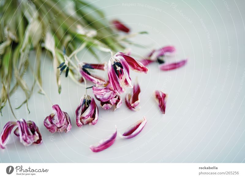 wer den knacks sieht. Pflanze Tulpe ästhetisch elegant Sorge Liebeskummer Vergänglichkeit vertrocknet Farbfoto Studioaufnahme Menschenleer Hintergrund neutral