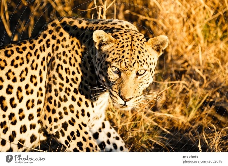 Leopard #7 Tourismus Safari Natur Tier Wildtier beobachten sitzen gefährlich Afrika Namibia Raubkatze blickkontakt lauert leopardenfell portrait Landraubtier