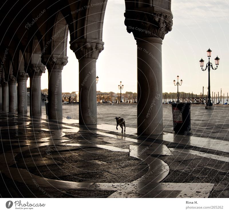 Hund sucht Herrchen Sonnenaufgang Sonnenuntergang Sommer Schönes Wetter Venedig Italien Gebäude Sehenswürdigkeit Tier Haustier 1 gehen Bekanntheit