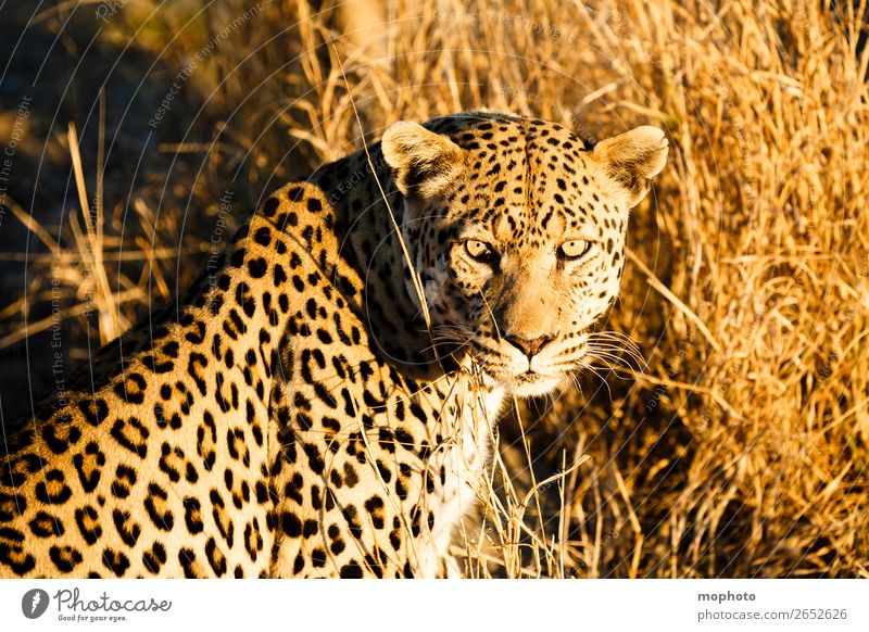 Leopard #6 Tourismus Safari Natur Tier Wildtier beobachten sitzen gefährlich Afrika Namibia Raubkatze blickkontakt lauert leopardenfell portrait Landraubtier