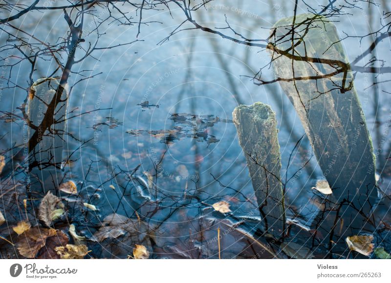Still ruht der See Natur Wasser Blatt Teich ruhig Holzpfahl welk blau Zweige u. Äste Doppelbelichtung Farbfoto Außenaufnahme Experiment Menschenleer