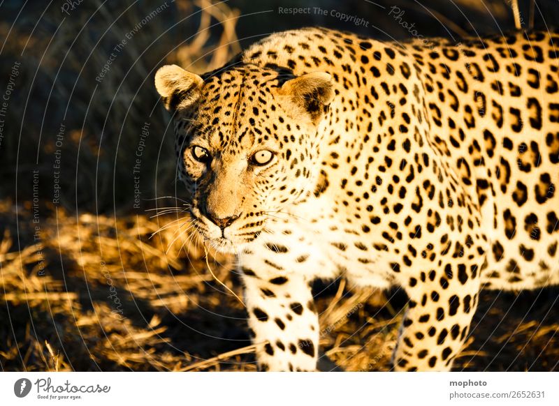 Leopard #5 Tourismus Safari Natur Tier Wildtier beobachten gefährlich Afrika Namibia Raubkatze blickkontakt lauert leopardenfell portrait Landraubtier reise