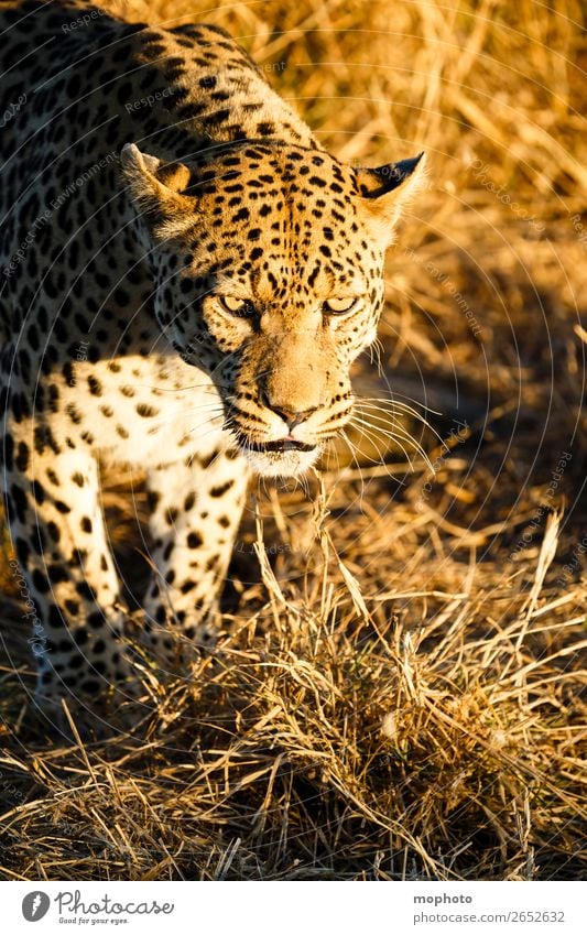 Leopard #4 Tourismus Safari Natur Tier Wildtier beobachten sitzen gefährlich Afrika Namibia Raubkatze blickkontakt lauert leopardenfell portrait Landraubtier