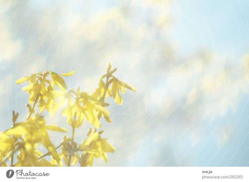 Fototapete Frühling [ Nummer Dreißig] Umwelt Natur Pflanze Luft Himmel Schönes Wetter Sträucher Forsithie blau gelb Reflexion & Spiegelung Farbfoto