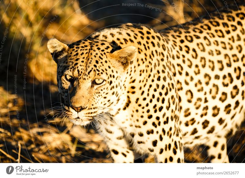 Leopard #3 Tourismus Safari Natur Tier Namibia Wildtier Tiergesicht 1 beobachten gefährlich bedrohlich Ferien & Urlaub & Reisen Afrika Raubkatze blickkontakt