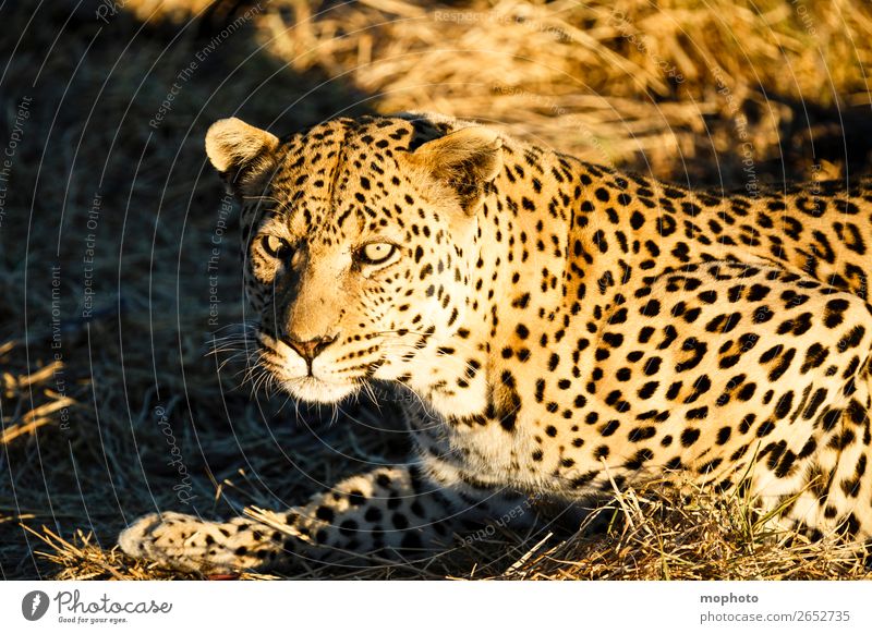 Leopard #2 Tourismus Safari Natur Tier Gras Wildtier Tiergesicht 1 beobachten liegen gefährlich bedrohlich Afrika Namibia Raubkatze ausruhen blickkontakt lauert