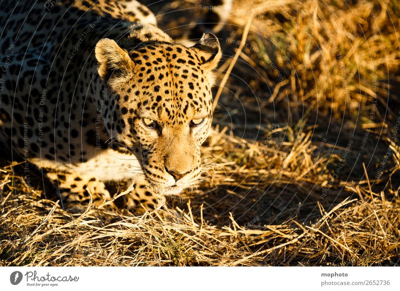 Leopard #1 Tourismus Safari Natur Tier Gras Wildtier Tiergesicht beobachten liegen gefährlich bedrohlich Afrika Namibia Raubkatze ausruhen blickkontakt lauert