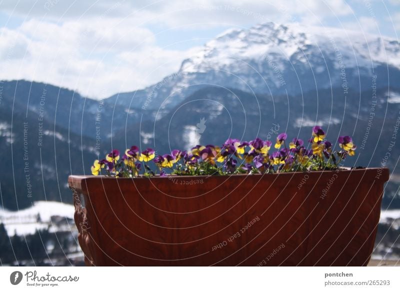 Bergidyll. Blick vom Balkon auf ein Gebirge. Gepflanzte Blumen im Kübel im Vordergrund. Landschaft, Natur Alpen Berge u. Gebirge groß hoch Blumentopf Trog