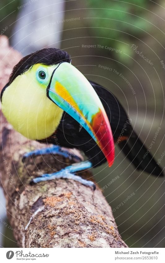 Nahaufnahme eines wunderschönen und farbenfrohen Kieles, der mit Tukan berechnet wurde. exotisch Leben Umwelt Natur Tier Urwald Vogel hell lang natürlich wild