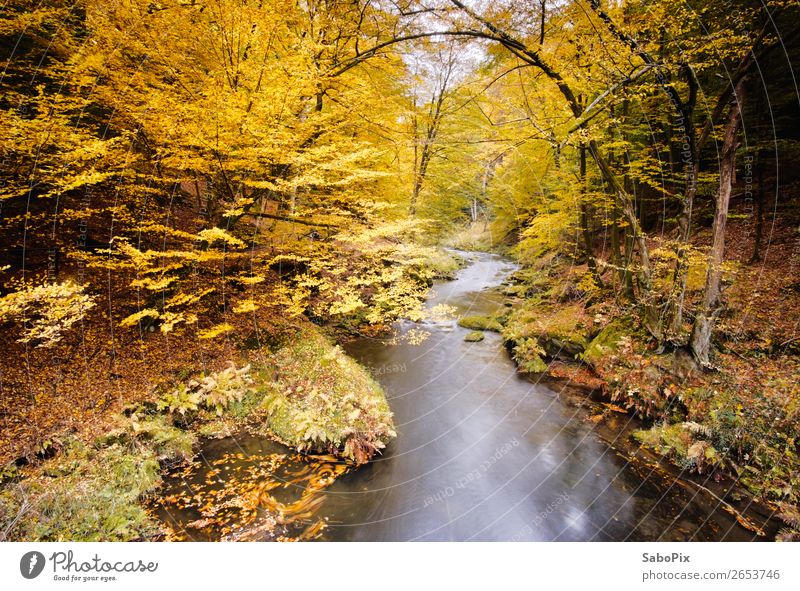 Herbstflüsschen Umwelt Natur Landschaft Pflanze Wasser Baum Flussufer braun gelb orange Stimmung ruhig Farbe Ferne Herbstlaub Herbstfärbung herbstlich Kamenice