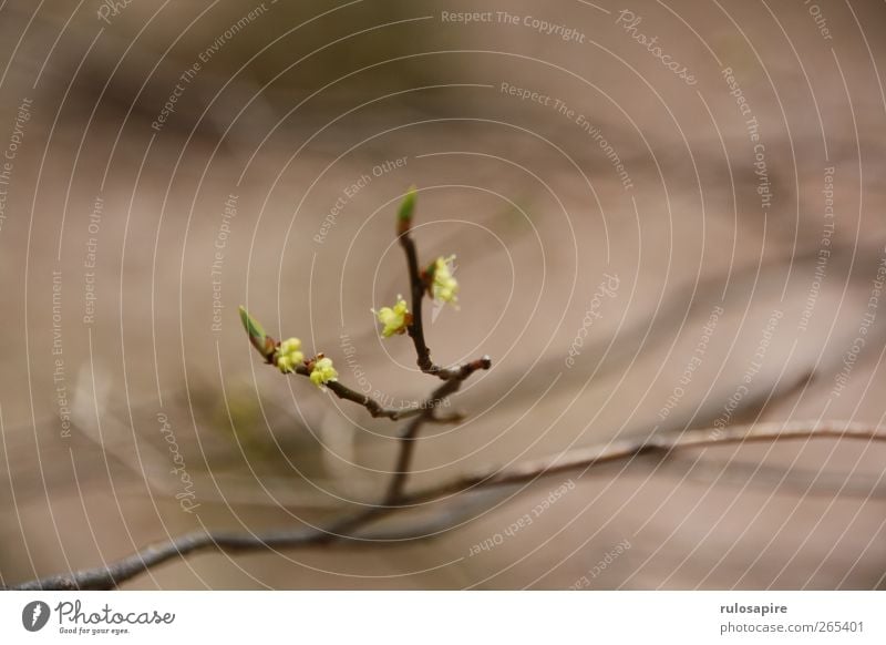 Appalachian Trail (untitled) #1 Natur Pflanze Sträucher Blatt Blütenknospen frei frisch nachhaltig natürlich neu stachelig Trieb Jungpflanze grün Wachstum Zweig