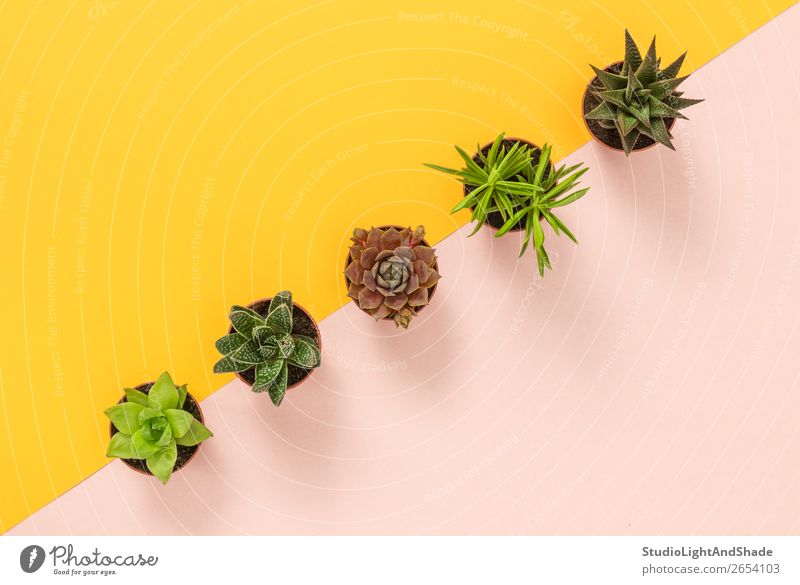 Sukkulente Pflanzen auf gelbem und rosa Hintergrund Topf Design exotisch schön Sommer Innenarchitektur Dekoration & Verzierung Gartenarbeit Natur Kaktus Linie