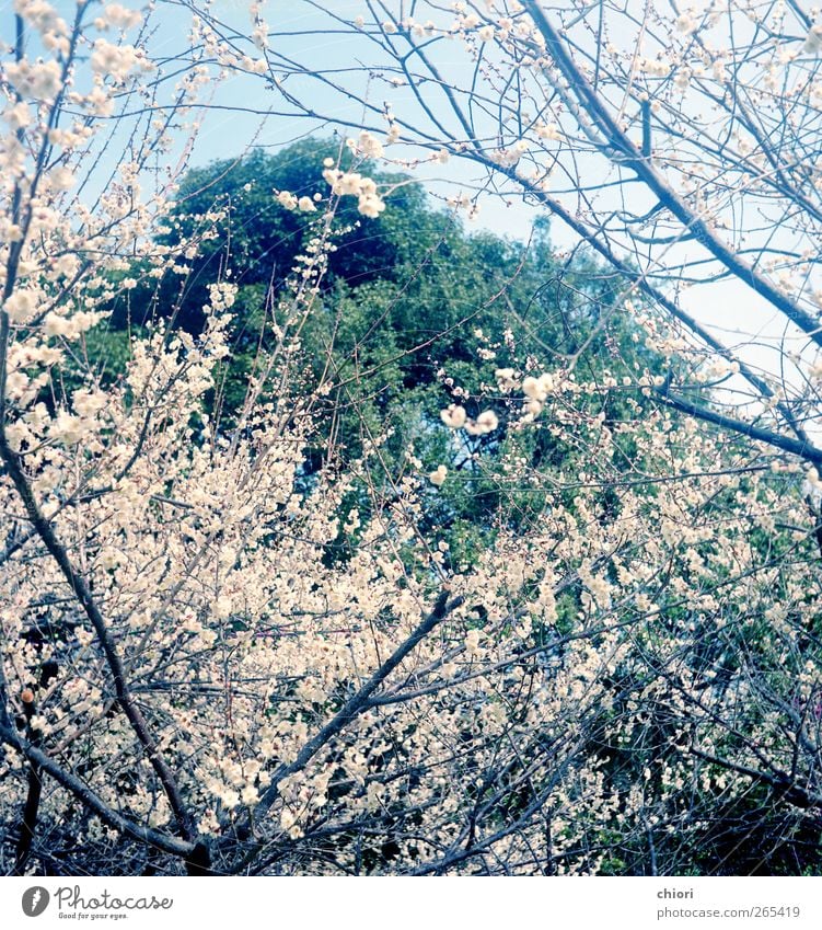 Ein glücklicher Frühling Ausflug Erde Luft Baum Blume Felsen Denkmal Zeichen gebrauchen Küssen schlafen Coolness Fröhlichkeit grün Farbfoto Morgen