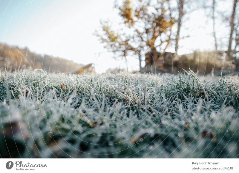 Tiefwinkelaufnahme von gefrorenem Gras Herbst schön Botanik kühl Nahaufnahme kalt Farbe Dezember Umwelt fallen Flora Frost frostig Boden Raureif Eis eisig Rasen