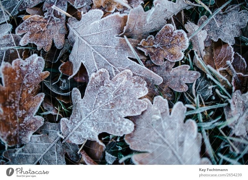 Gefrorene Eichenblätter am Boden Herbst schön Botanik braun kühl Nahaufnahme kalt Farbe Dezember Umwelt fallen Flora Laubwerk Frost frostig gefroren Raureif Eis