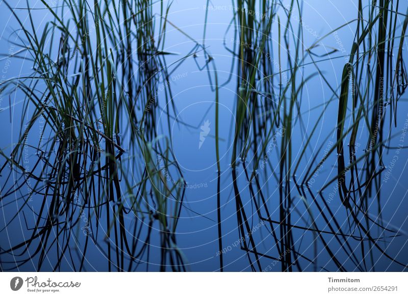 Blauer See mit Halmen (2) Umwelt Natur Pflanze Binsen Wachstum ästhetisch einfach natürlich blau grün schwarz Gefühle ruhig Erholung Farbfoto Außenaufnahme