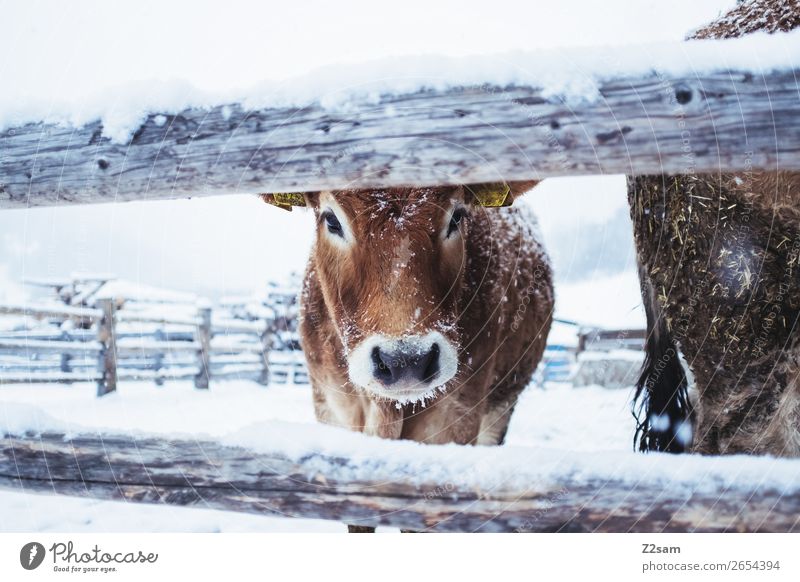 Kalb im Winter Natur Landschaft Eis Frost Schnee Kuh Blick stehen kalt niedlich Idylle Klima Leben nachhaltig Perspektive Umwelt Umweltschutz Bauernhof