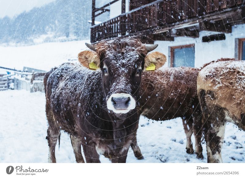 Kalb im Winter Natur Landschaft schlechtes Wetter Schnee Kuh Herde Blick stehen natürlich niedlich Zufriedenheit Neugier Interesse Ferien & Urlaub & Reisen