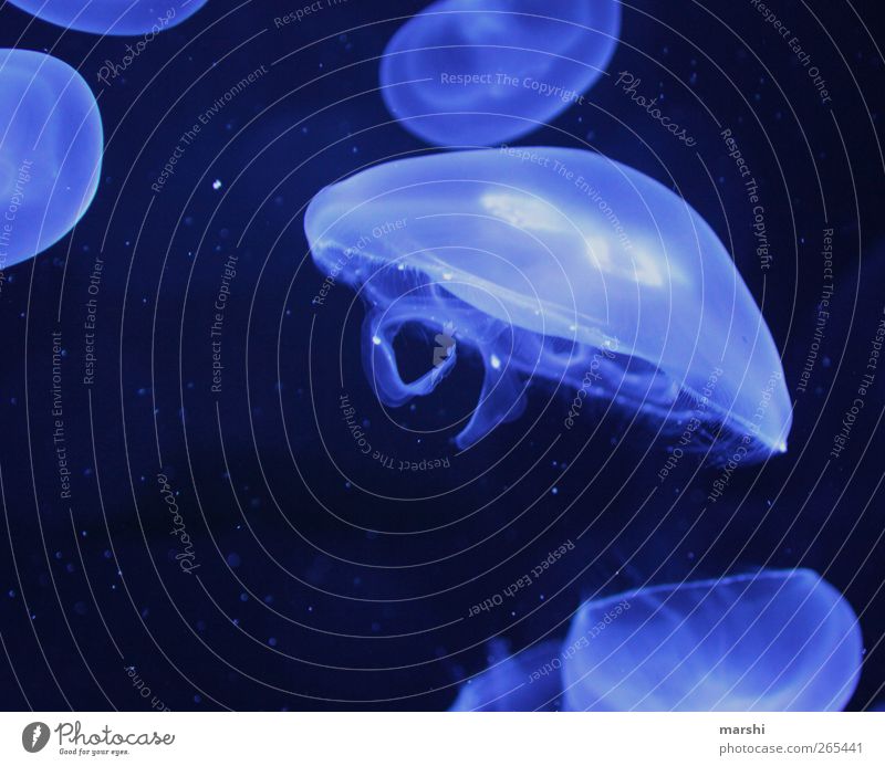 99% Wasser Tier blau Qualle Unterwasseraufnahme Unterwasseraquarium bedrohlich blaue qualle Nesseltiere gallertartig Farbfoto Innenaufnahme Nahaufnahme