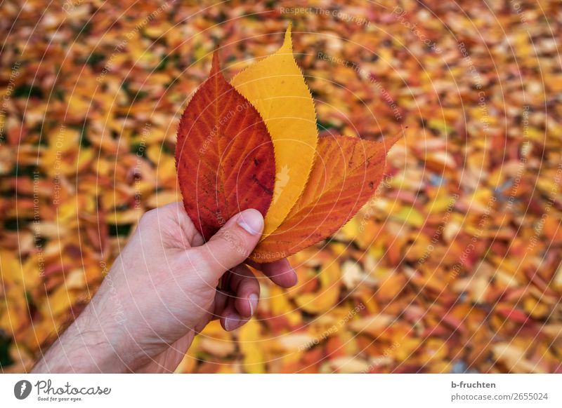 Herbstblätter harmonisch Erholung Hand Finger Natur Erde Blatt Garten Park wählen festhalten braun orange Wandel & Veränderung Herbstlaub herbstlich