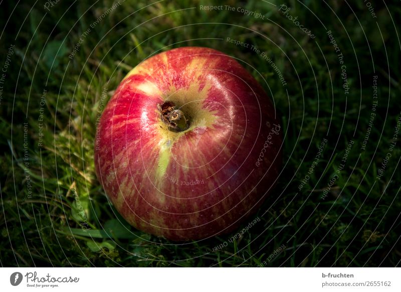 Schneewittchen-Apfel Lebensmittel Frucht Ernährung Picknick Bioprodukte Vegetarische Ernährung Gesunde Ernährung Sommer Herbst Gras wählen Essen genießen frisch