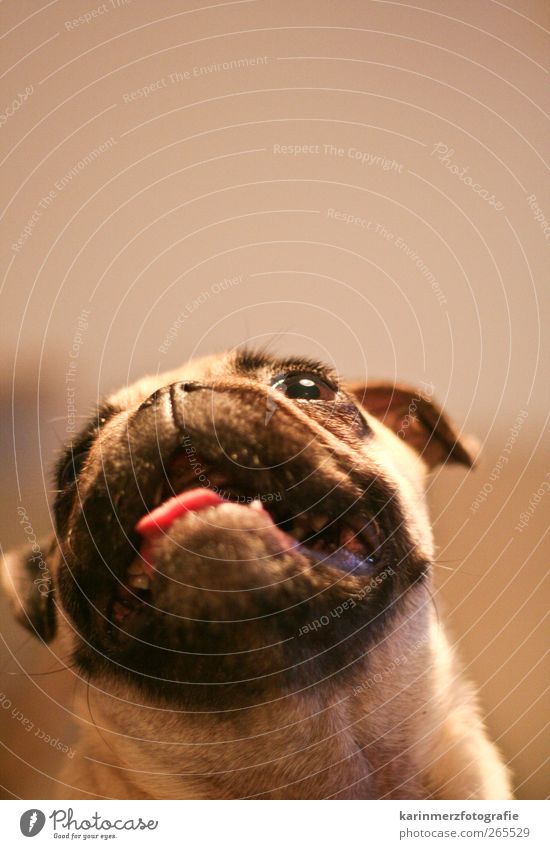 Mopsig Kopf Auge Nase Mund Tier Haustier Hund 1 Vertrauen entdecken Interesse wach Farbfoto Innenaufnahme Textfreiraum oben Tag Starke Tiefenschärfe
