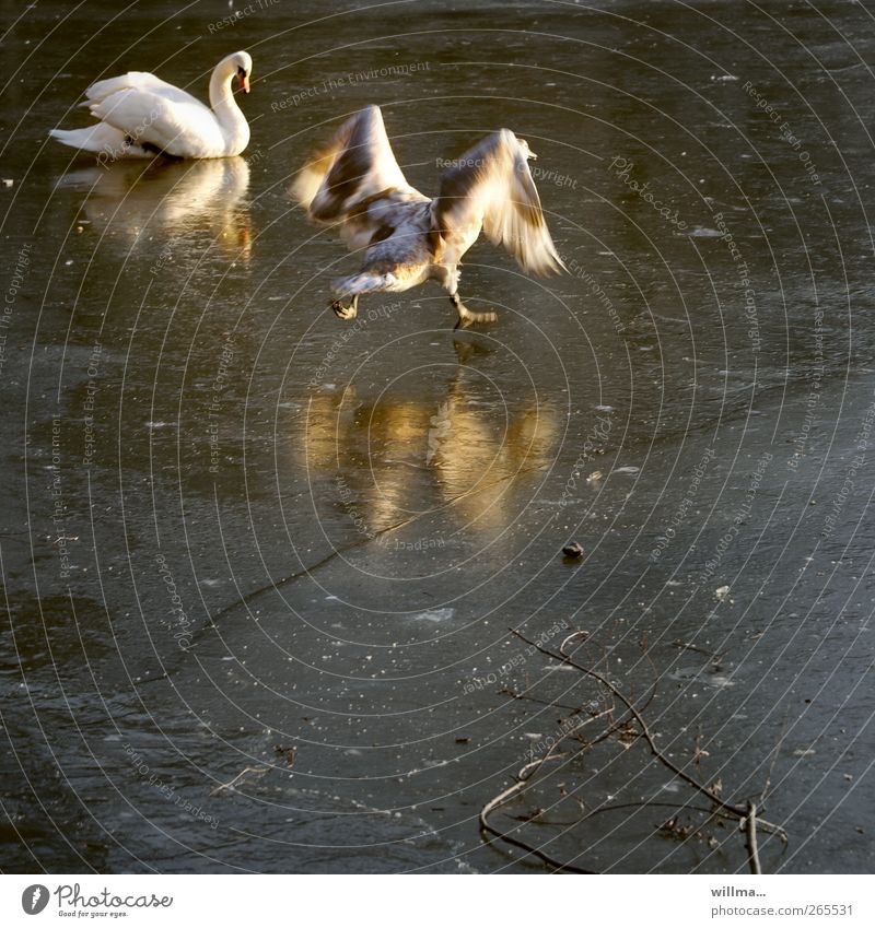 Zieleinlauf oder doch Kür der Damen? Winter Eis Frost Teich See Flügel Schwan Schwanensee 2 Tier Tierjunges rennen lustig Bewegung Reflexion & Spiegelung