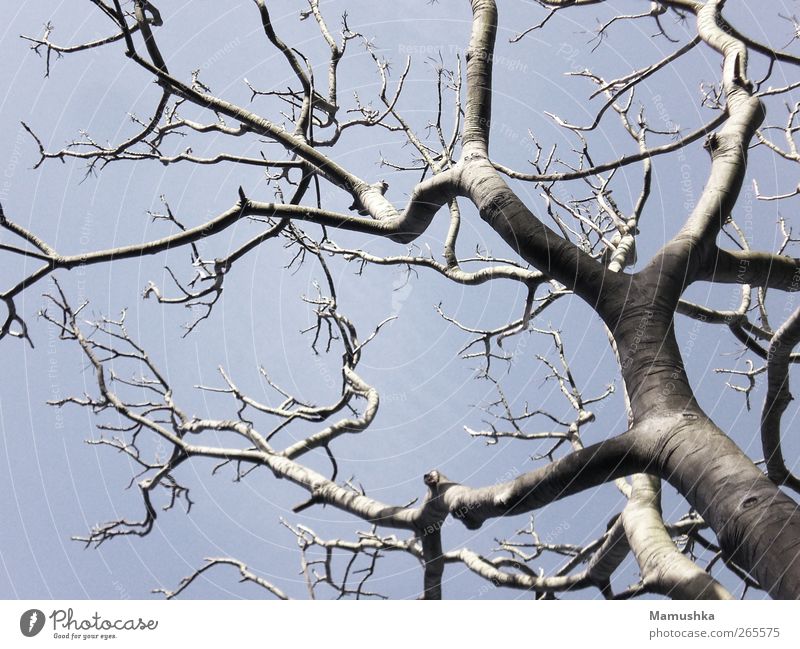 Baum Natur Pflanze Himmel Wolkenloser Himmel Frühling Holz alt eckig fest natürlich blau grau Erwartung Ewigkeit Freiheit Kraft Nostalgie Perspektive Umwelt