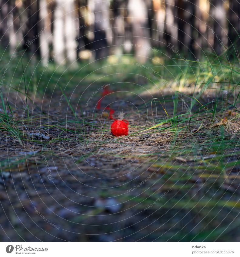 abgewickeltes kleines rotes Wollgarnstück stricken Seil Natur Landschaft Baum Gras Park Wald grün Stimmung Erholung Farbe Ferien & Urlaub & Reisen Idee Idylle