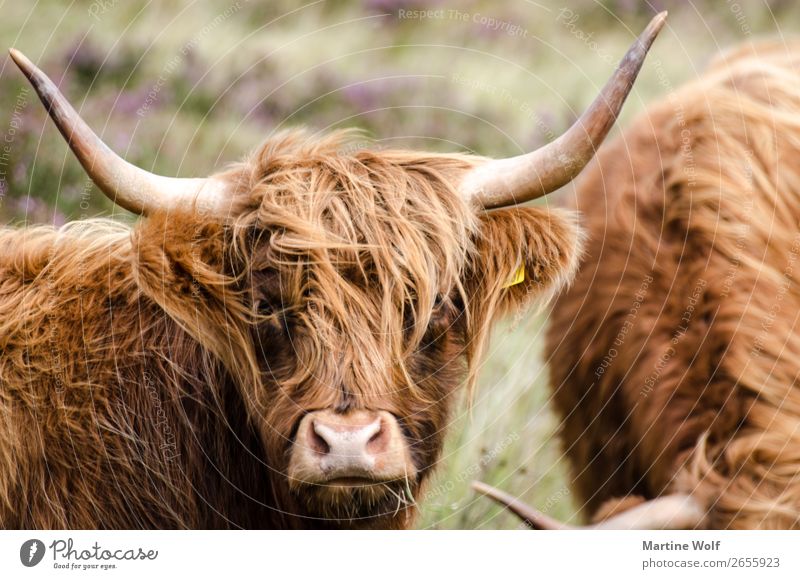 was guckst du? Natur Tier Kuh 1 braun Neugier Europa Gorßbritannien Schottland Galloway Farbfoto Gedeckte Farben Außenaufnahme Tag Schwache Tiefenschärfe