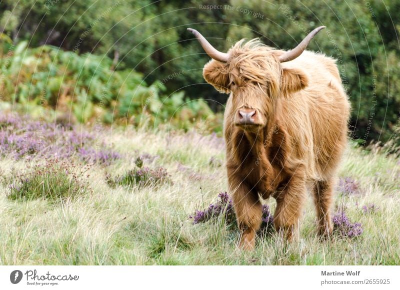 cattle 2 Tier Nutztier Kuh 1 Natur Europa Gorßbritannien Schottland Galloway Farbfoto Außenaufnahme Menschenleer Tierporträt Blick Blick in die Kamera