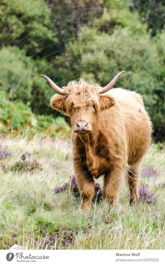 cattle Natur Tier Nutztier Kuh 1 Europa Gorßbritannien Schottland Galloway Farbfoto Außenaufnahme Tierporträt Blick Blick in die Kamera Blick nach vorn
