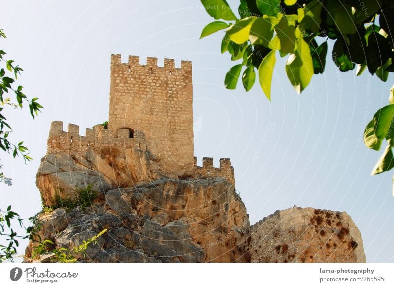 Castillo [XXXIII] Blatt Grünpflanze Felsen Zuheros Andalusien Spanien Burg oder Schloss Ruine Turm Mauer Wand Wahrzeichen alt Vergangenheit Mittelalter