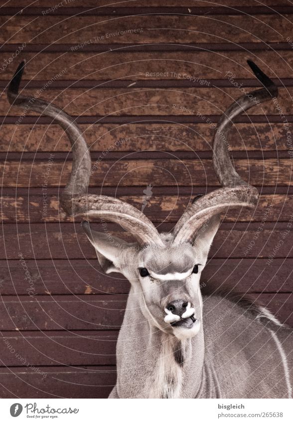 geschraubt Tier Zoo Antilopen Horn 1 liegen Blick braun grau Farbfoto Gedeckte Farben Außenaufnahme Menschenleer Textfreiraum oben Tag Tierporträt