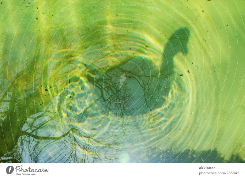 88 | Schattenseiten Umwelt Natur Urelemente Wasser Tier Vogel Schwan nass natürlich Farbfoto mehrfarbig Außenaufnahme Tag Licht Lichterscheinung Sonnenlicht