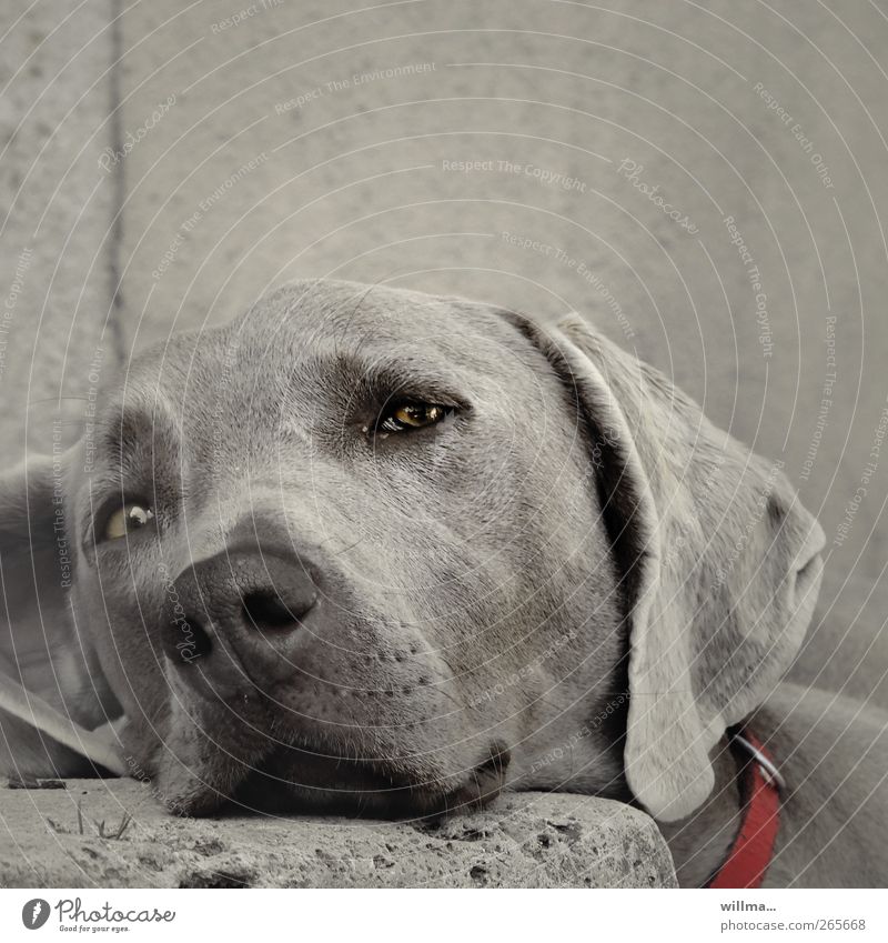 Hund lehnt schläfrig seinen Kopf auf einen Stein und beobachtet. Weimaraner Tier Haustier Tiergesicht Fell Hundeschnauze Hundeblick Hundekopf Hundehalsband