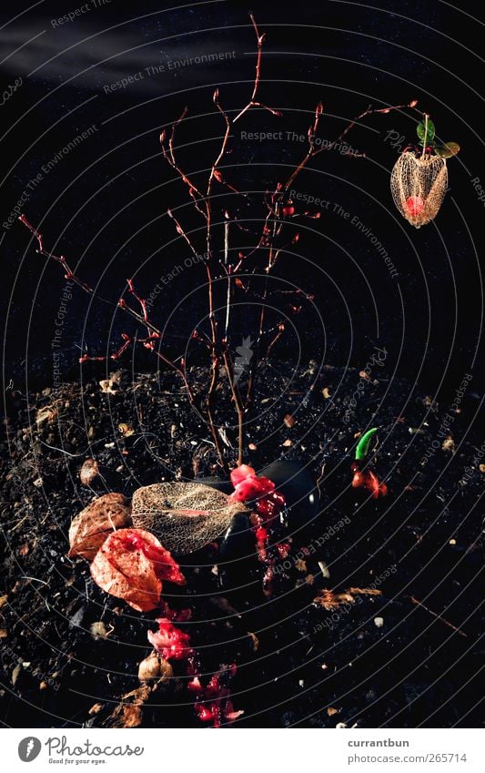 auf dem feld der herzen: sektion < 3 Kunstwerk Natur Landschaft Pflanze Erde Stern Baum Herz bizarr herzförmig herzbewegend Nacht Nachthimmel Farbfoto